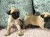PoulaTo: PUG